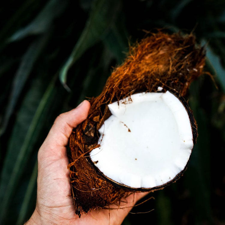 Coconut