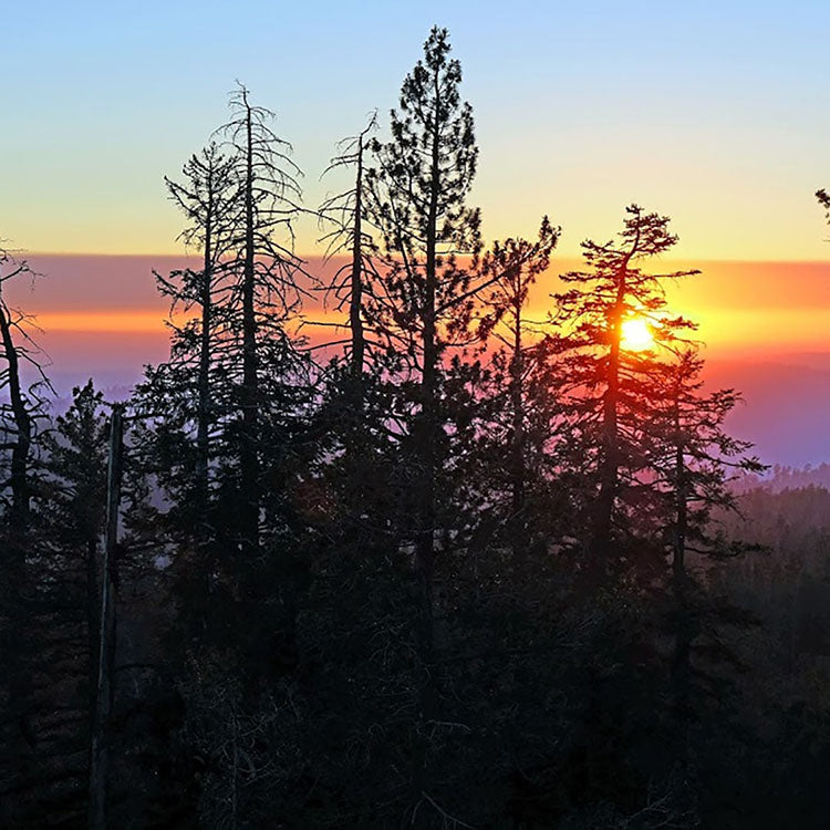 Trees at sunset