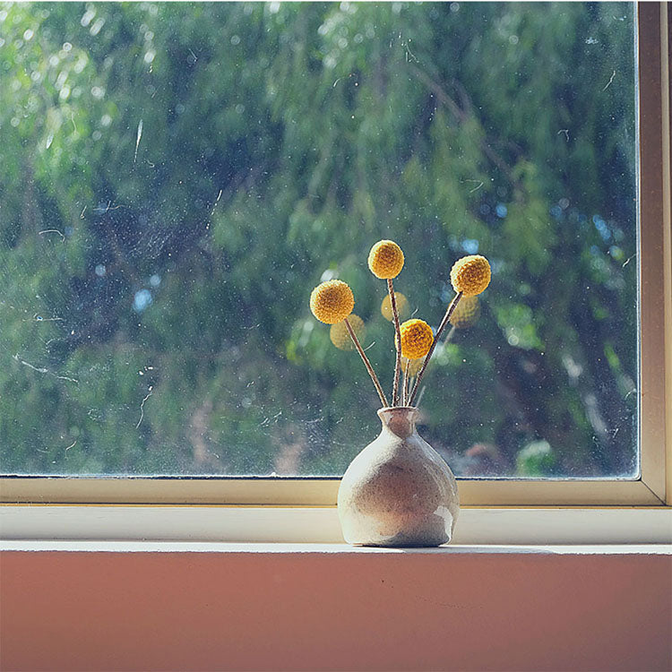 Flowers in a window