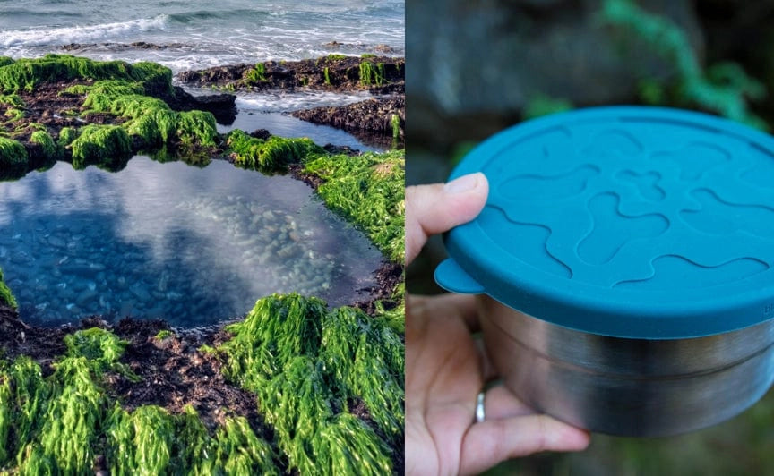 Seal Cup Food Containers